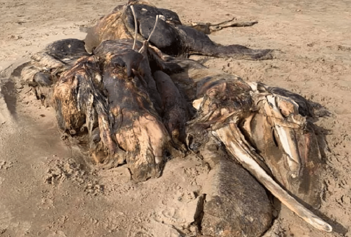 britain mysterious creature found on ainsdale beach