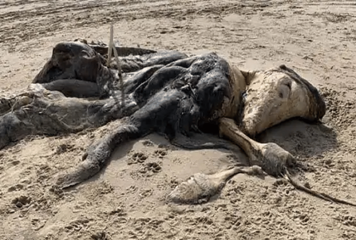 britain mysterious creature found on ainsdale beach