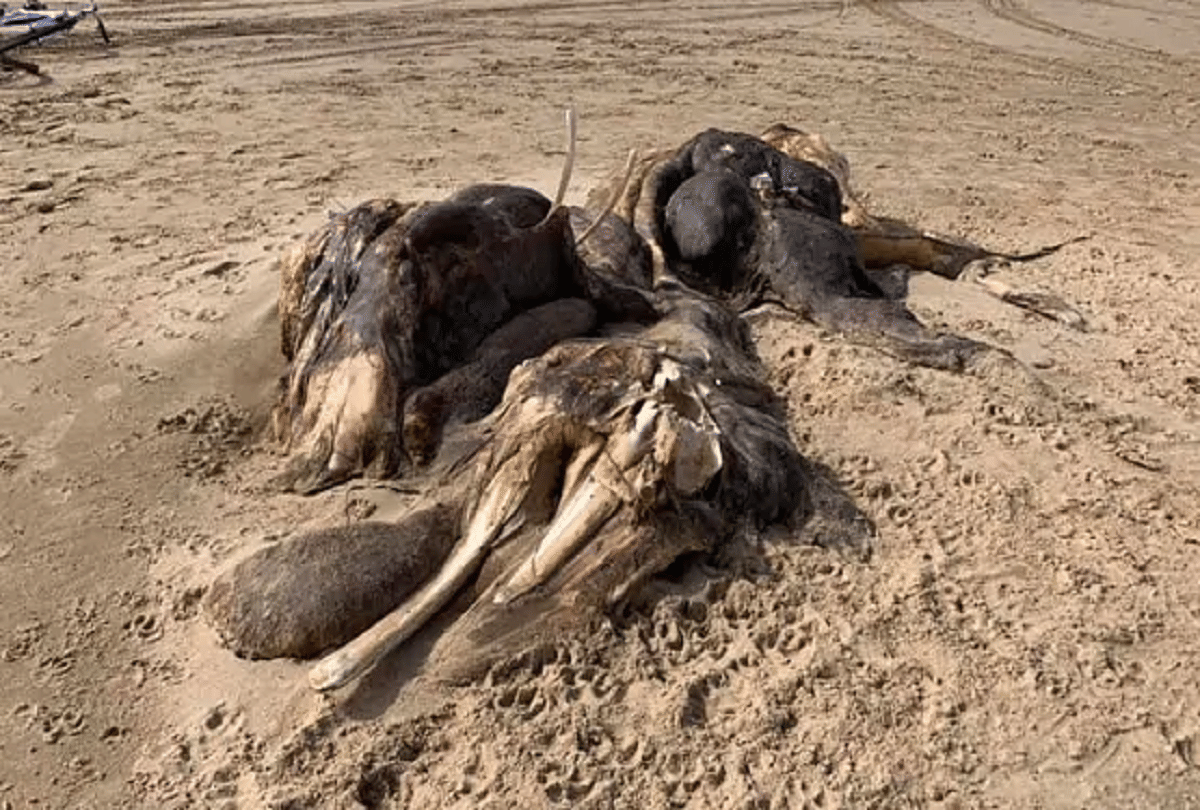 britain mysterious creature found on ainsdale beach
