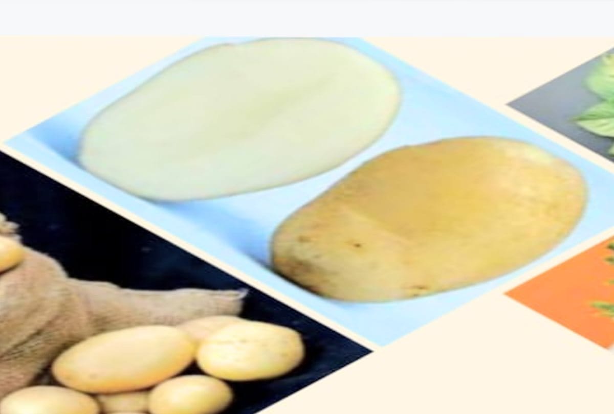 CPRI has invented a new variety of disease free hill potato, storage capacity is also high
