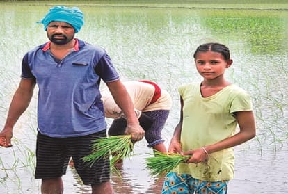 Paddy planting in fields with online education and supported father in trouble