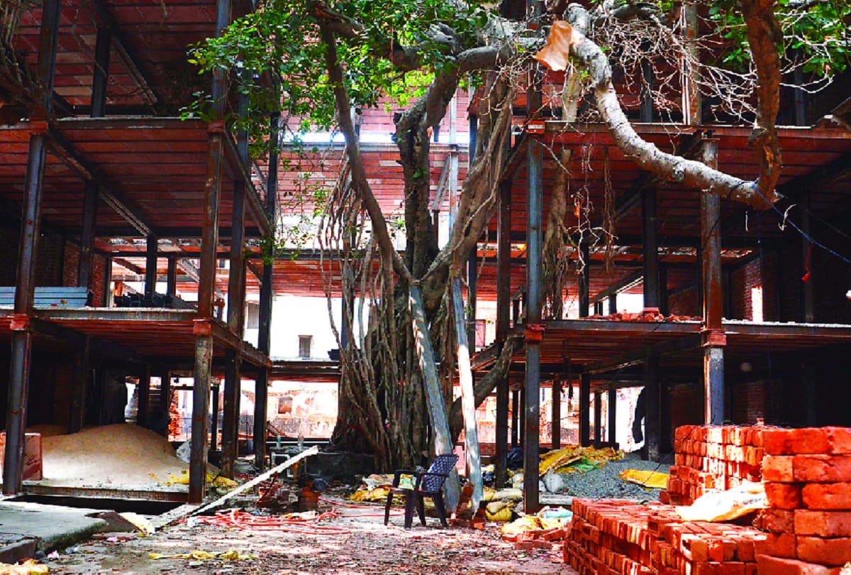 High court seeks response from MCD on damage to 300 year old banyan tree