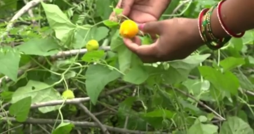 tree cutting