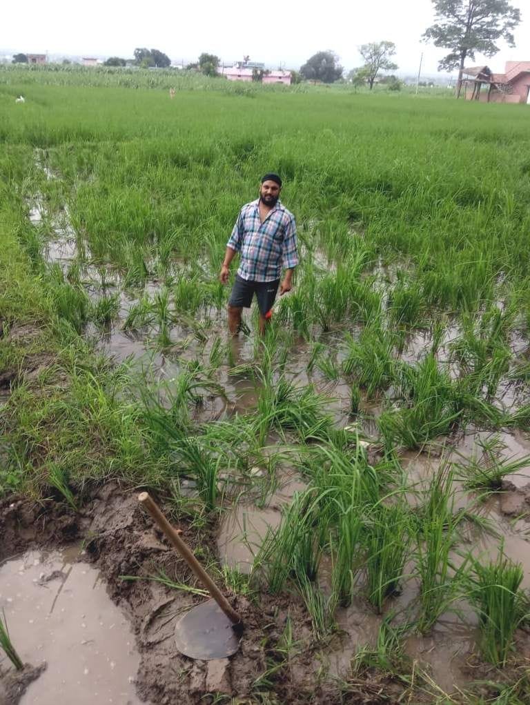 Herd of elephants harvesting paddy