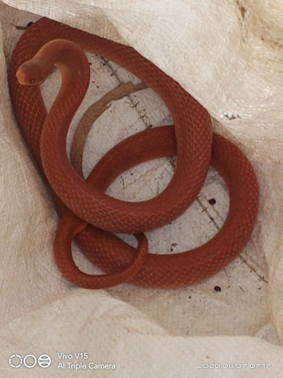 Rare red coral khukri snake found in Bindu Khata