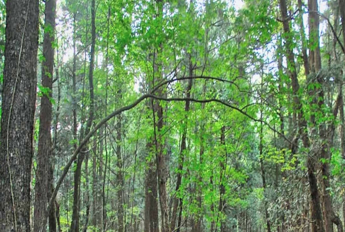Government proposes to amend the Forest Conservation Act