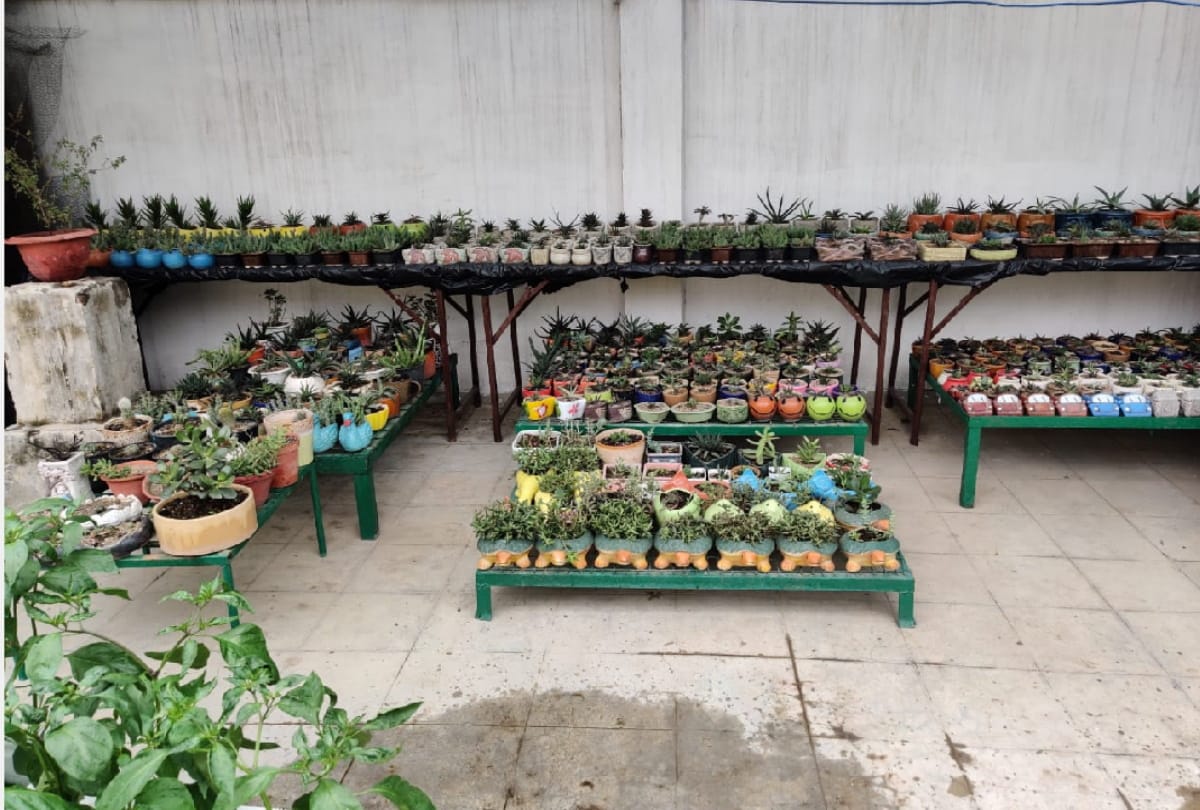 famous doctor Dr. Madhu Gulati maked plants on stone in gorakhpur