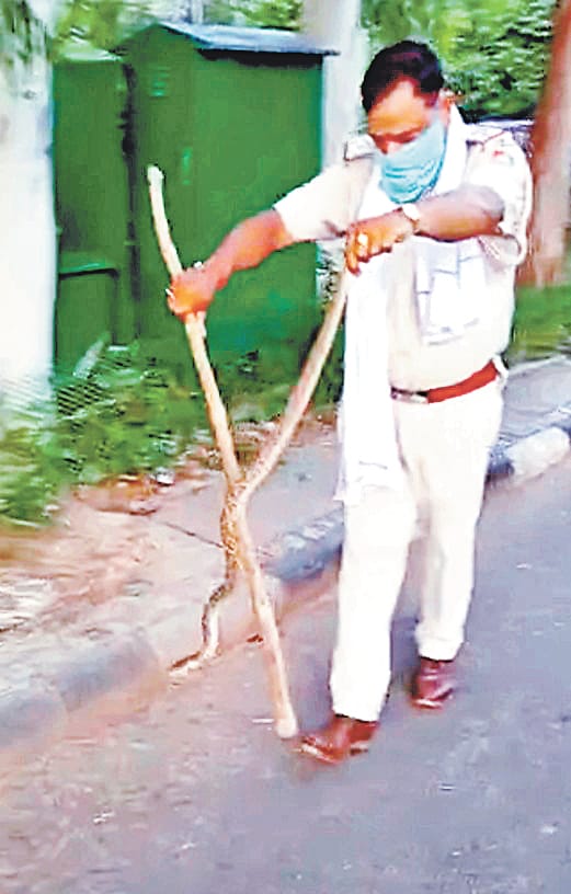 Python found on Sukhna Lake, Police left in the forest