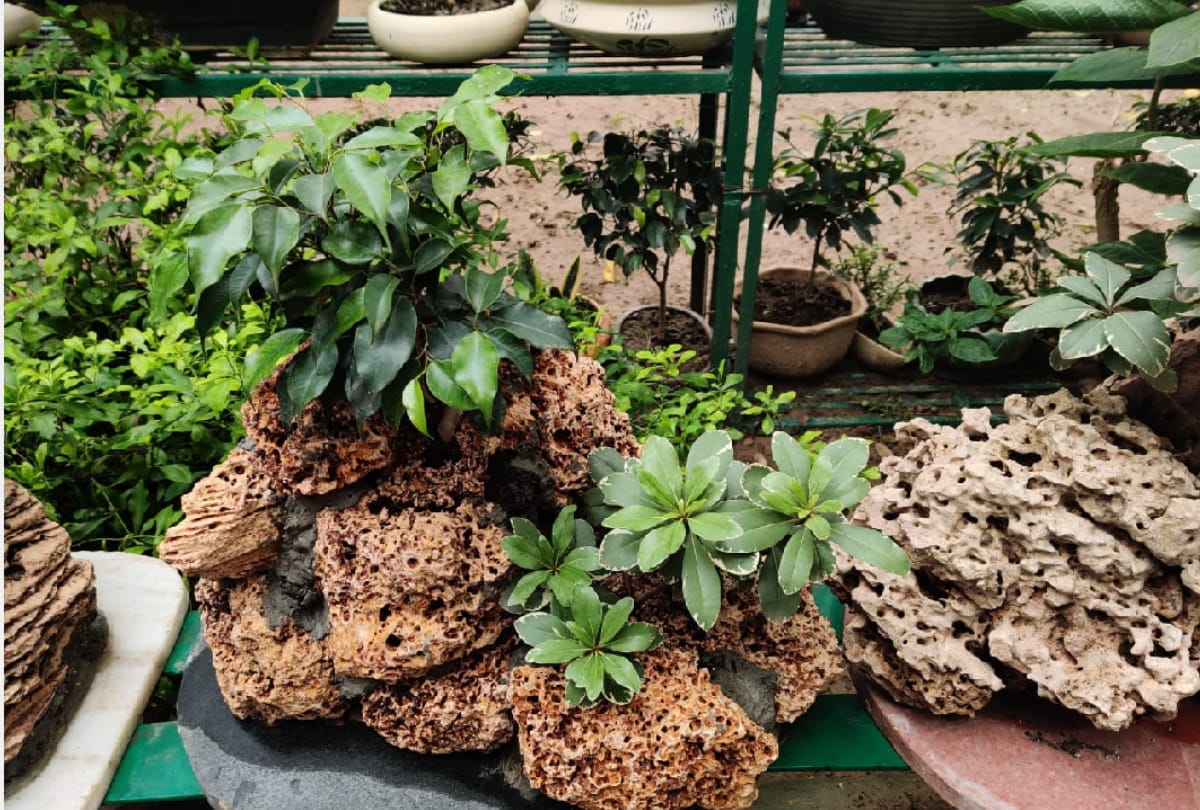 famous doctor Dr. Madhu Gulati maked plants on stone in gorakhpur