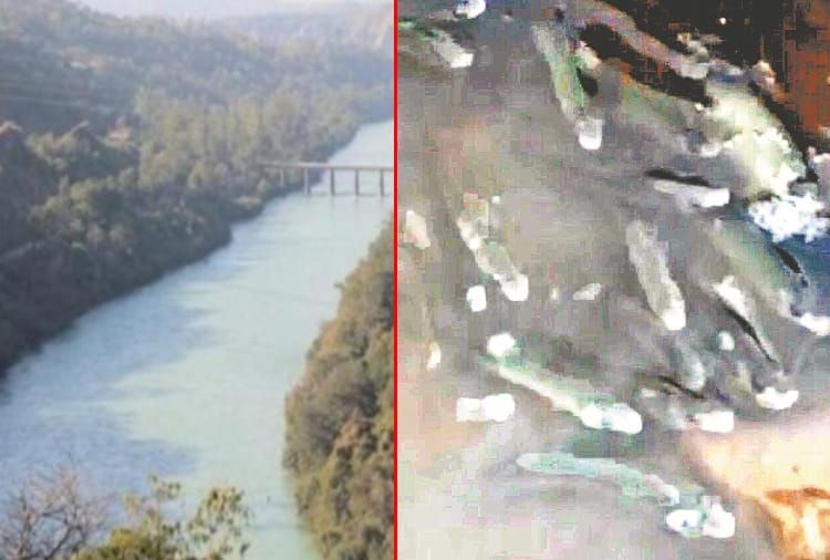 Punjab News in Hindi: Punjab police throw raw liquor in Sutlej river
