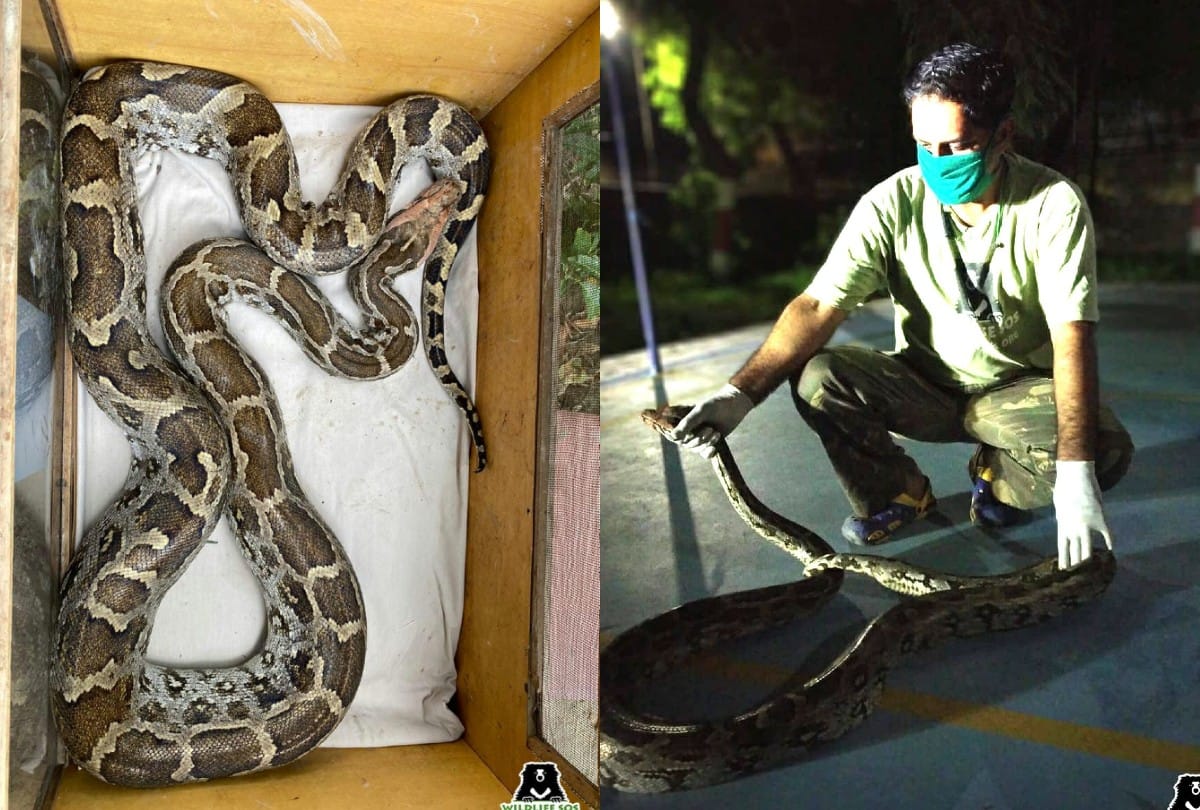 Agra News: Eight feet tall python reached the playing ground of the Kendriya Hindi Sansthan agra