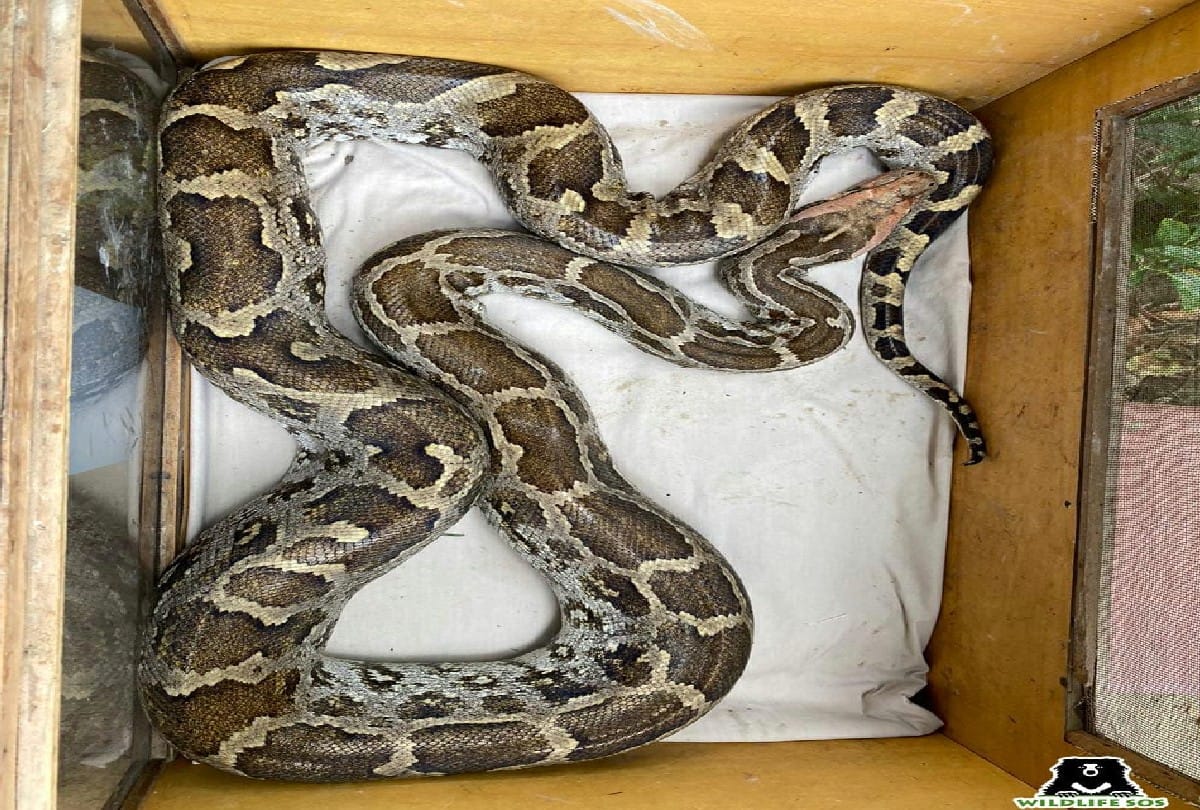 Mangluru 10 year old boy sustained injuries after bitten by python class fifth student is now out of danger
