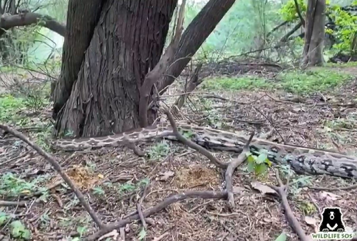 Agra News: Eight feet tall python reached the playing ground of the Kendriya Hindi Sansthan agra