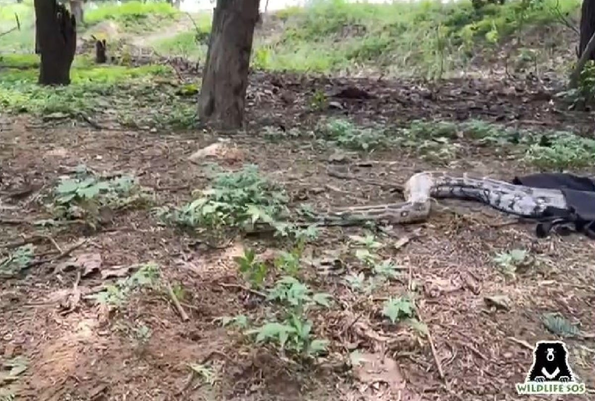 Agra News: Eight feet tall python reached the playing ground of the Kendriya Hindi Sansthan agra
