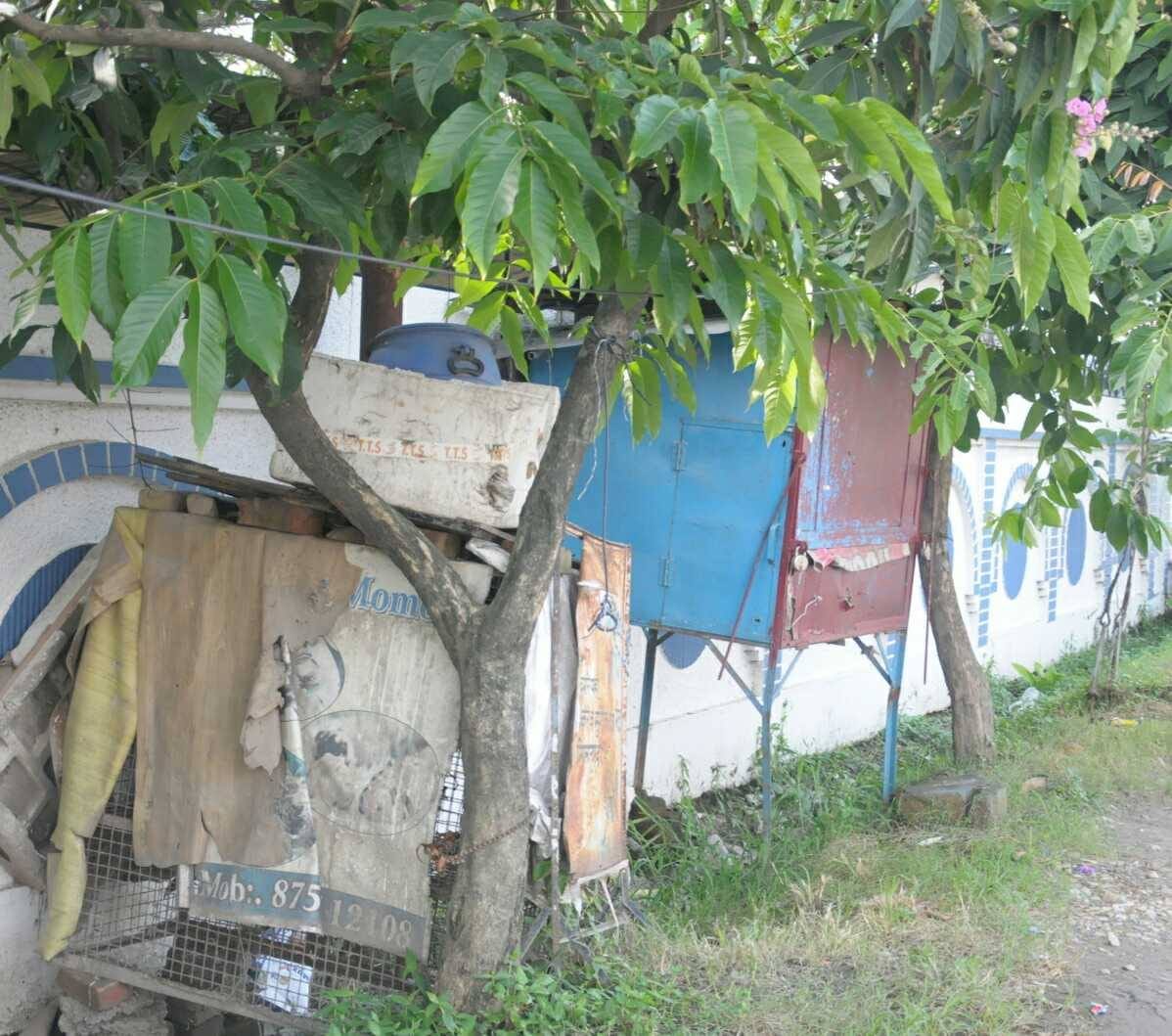 tree ko karo free: Life of trees choking in dehradun city