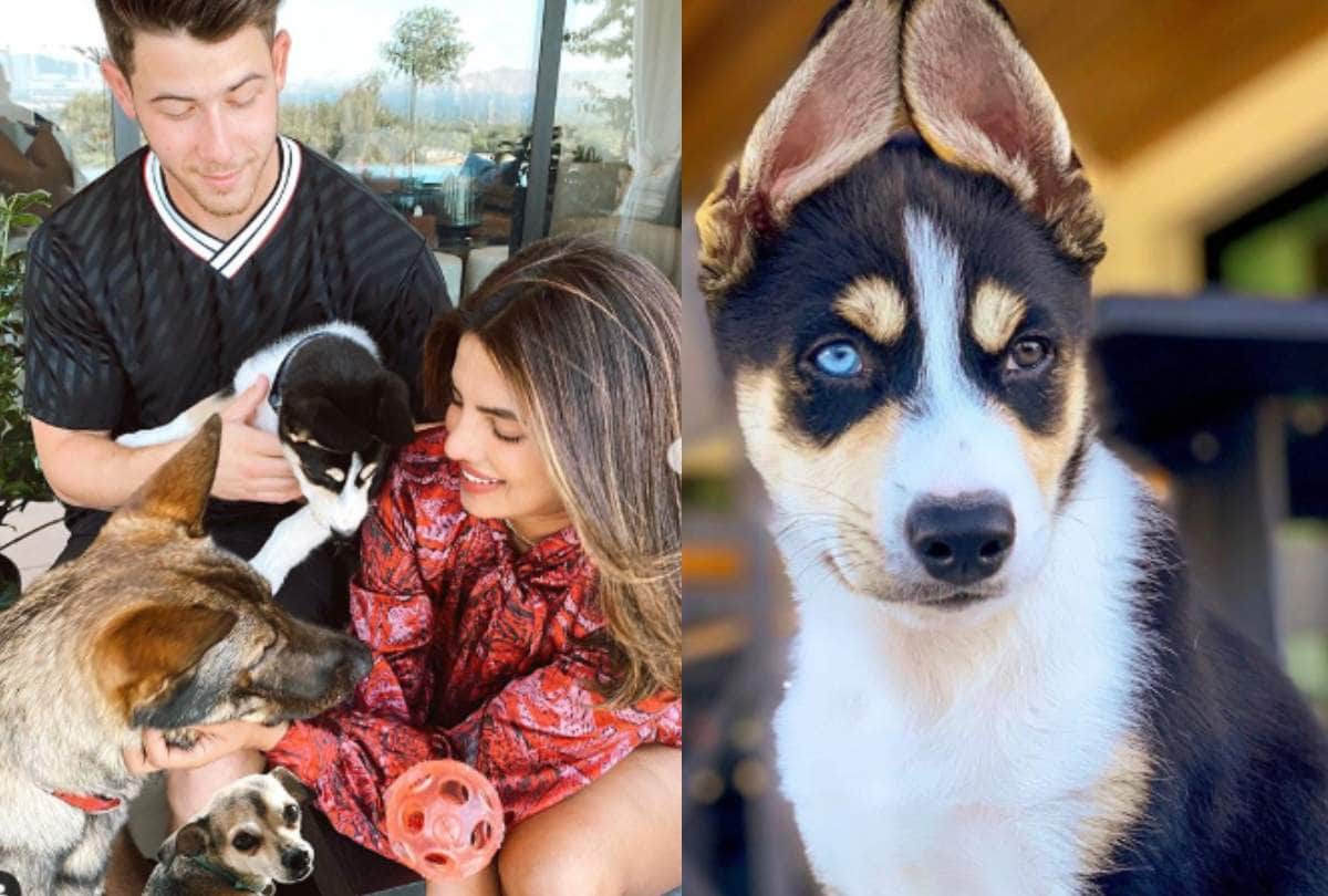priyanka chopra and nick jonas got rescue dog share photos