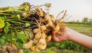 agriculture