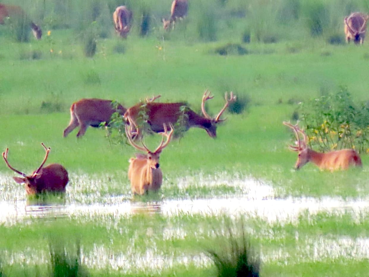 Barsingha liked Hyderpur Wetland