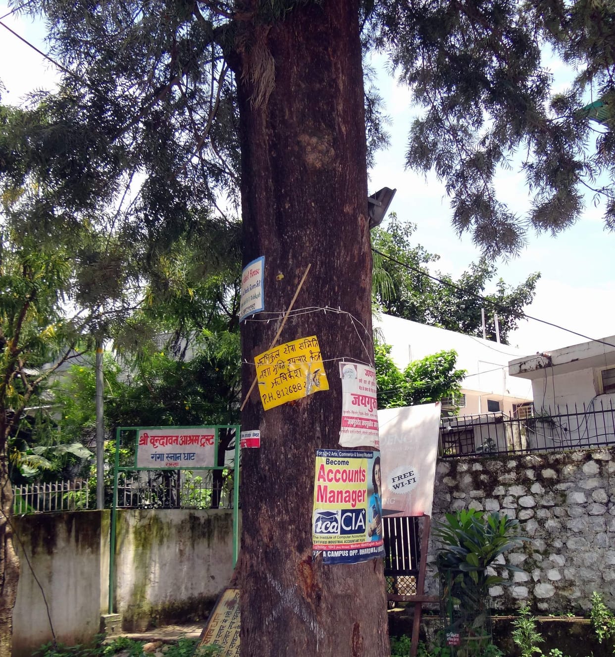 Life-giving trees suffocating in the pilgrimage town