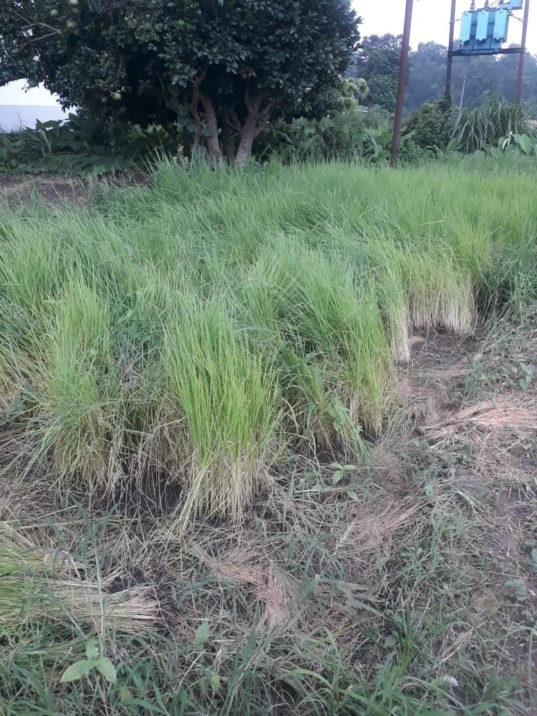 Fields left empty due to lack of irrigation