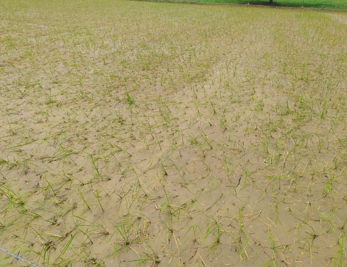 etawah,etawah news,kisaan