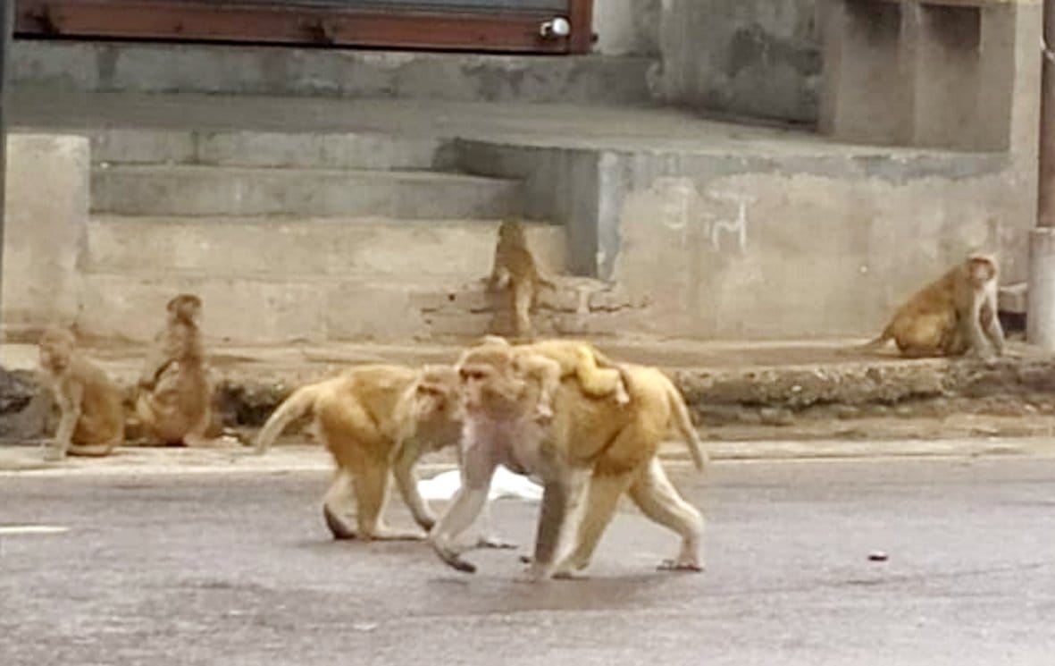 Terror of monkeys, six including policemen attacked