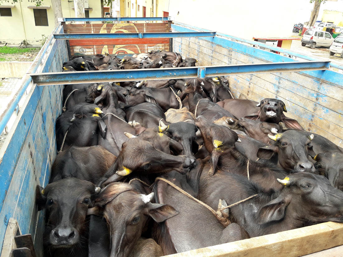 Two canters laden with 117 animals, seven smugglers arrested