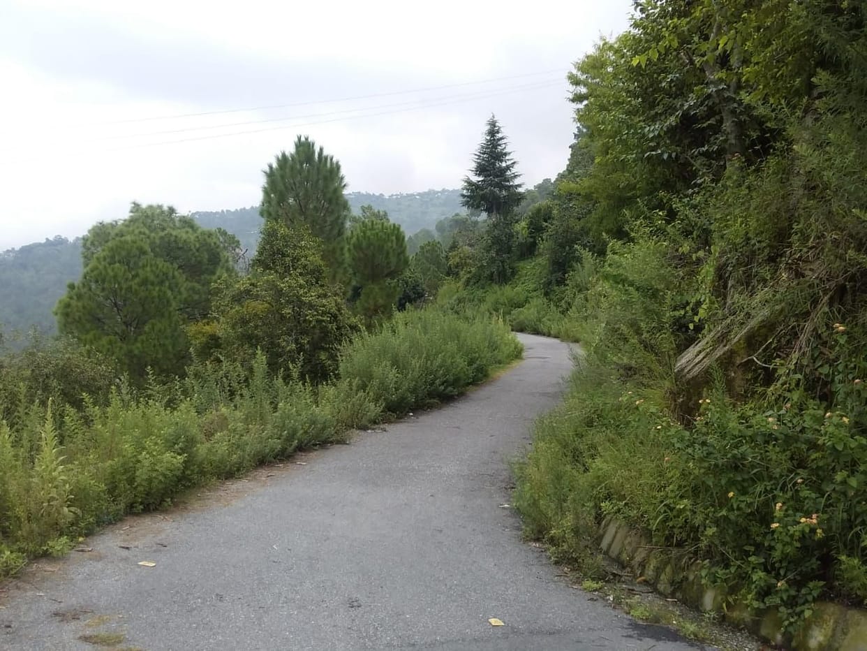 Road of  Ranikhet