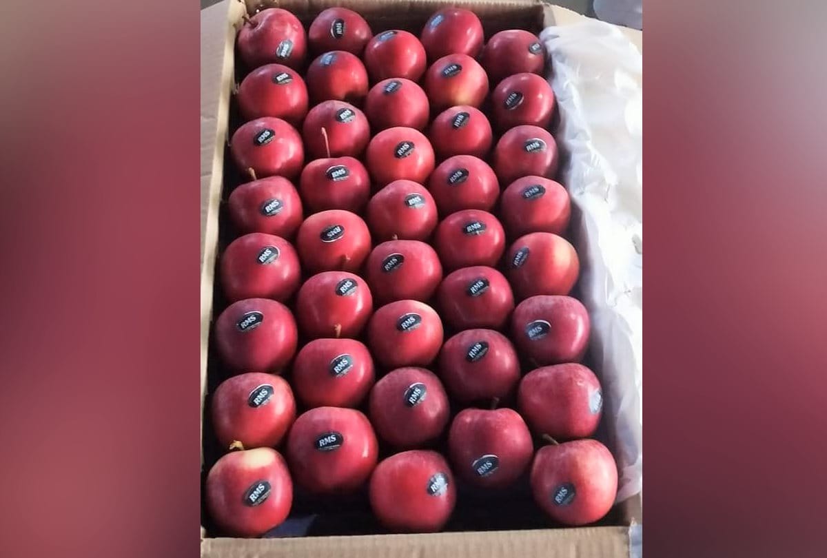 himachal pradesh apple gala variety gets good prices