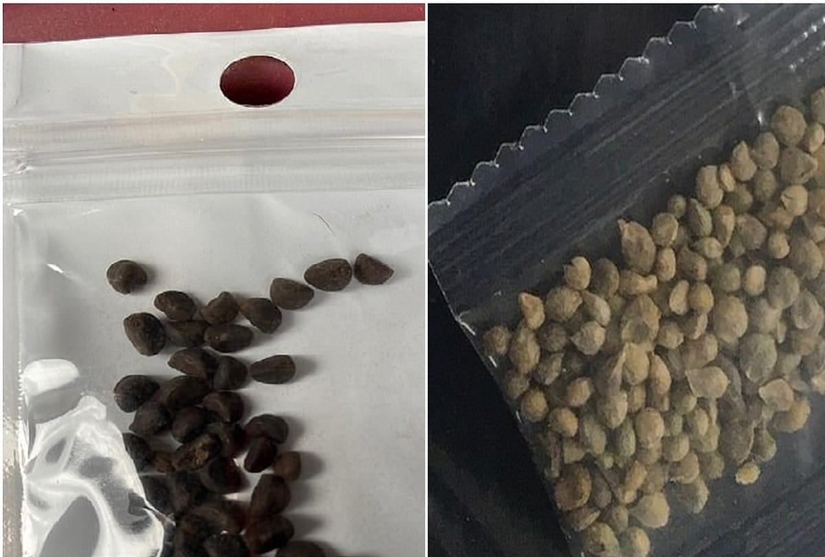 Center warns states and industry about suspected seed parcels
