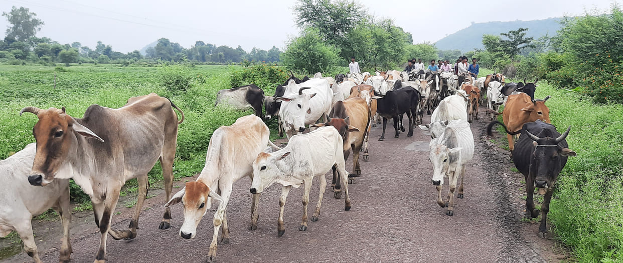 Animal destroyed farmer crop