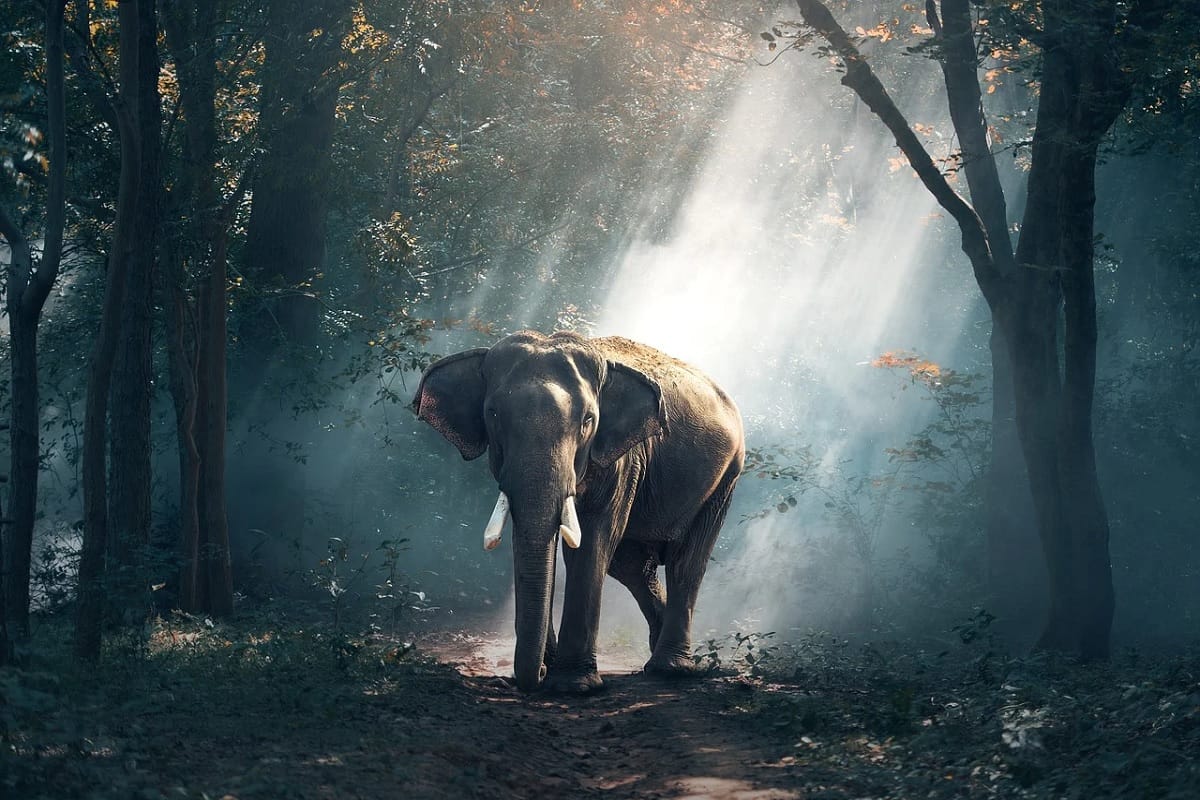 World Elephant Day 2020 Latest News: Elephant numbers growing in Corbett National Park
