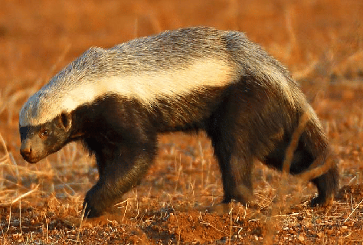 culling licenses for badgers fear of spreading bovine tuberculosis