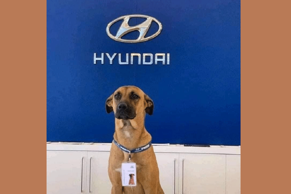 hyundai brazil tucson prime dog is viral on internet is new employee of the year hyundai motors