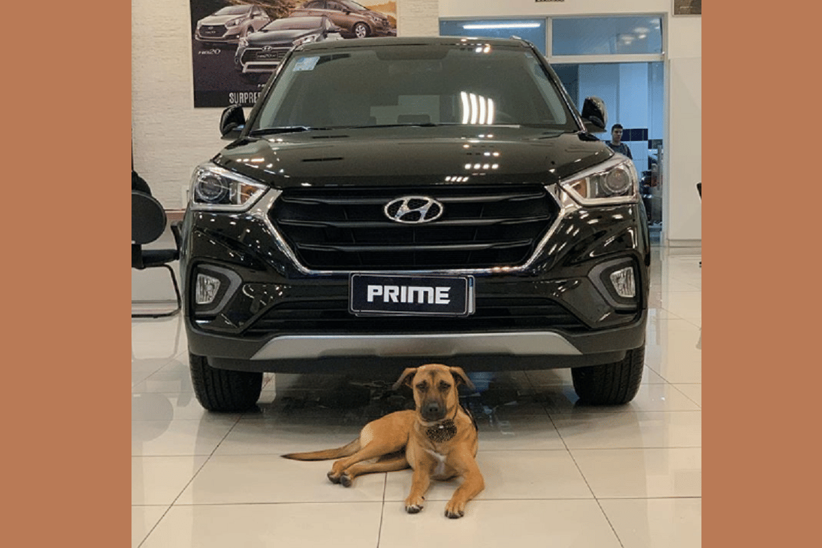 hyundai brazil tucson prime dog is viral on internet is new employee of the year hyundai motors