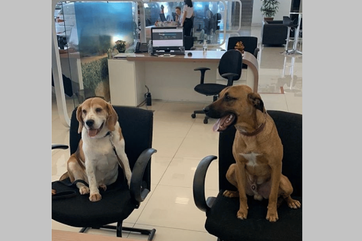 hyundai brazil tucson prime dog is viral on internet is new employee of the year hyundai motors