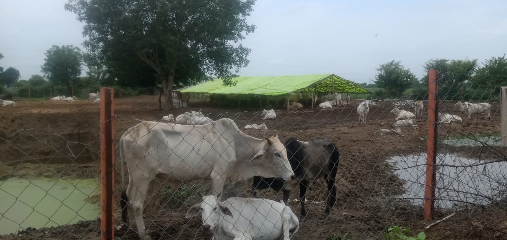 Lord kanaiyya hungry and thirsty run cow