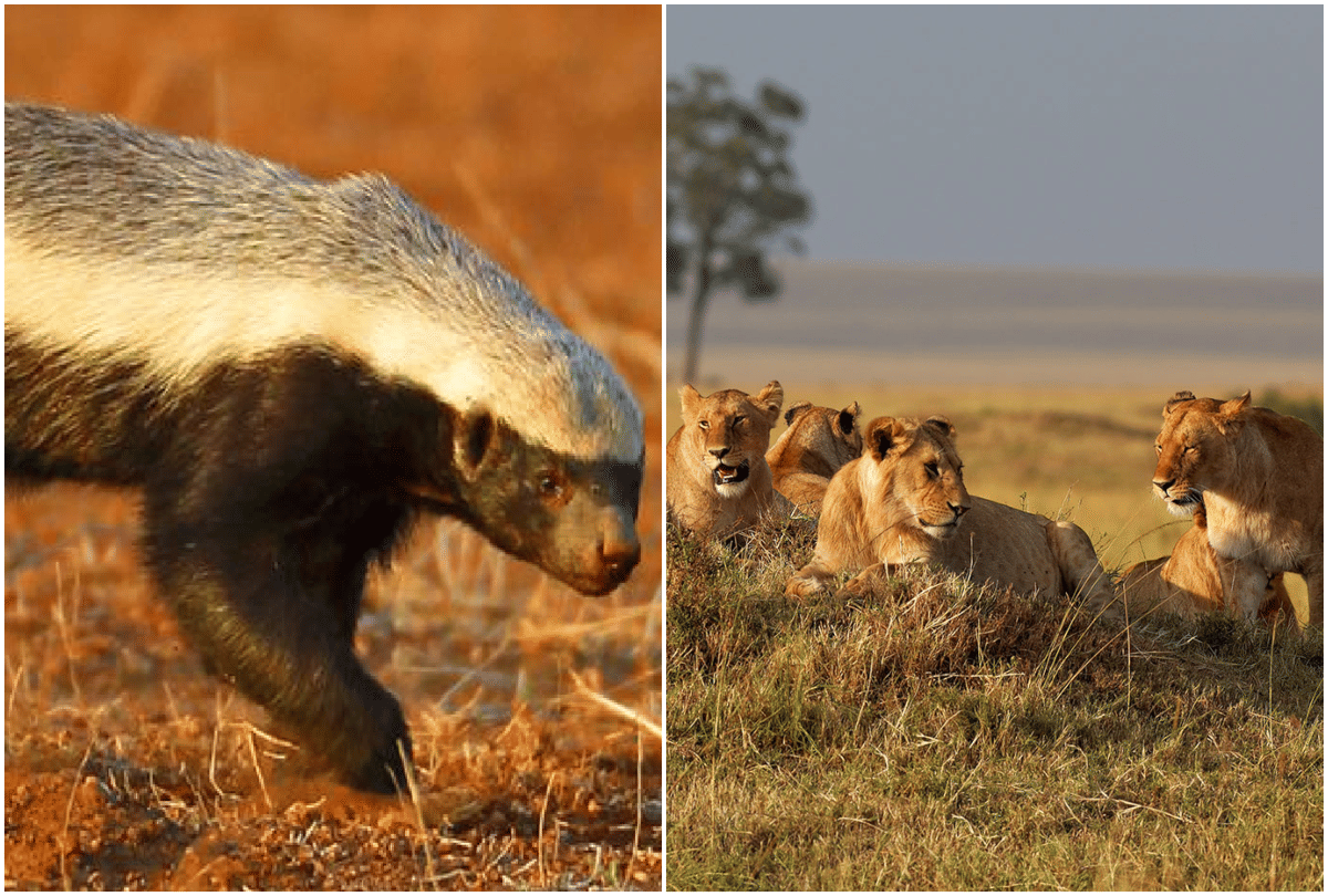 world most fearless animal honey badger collided with lion video goes viral