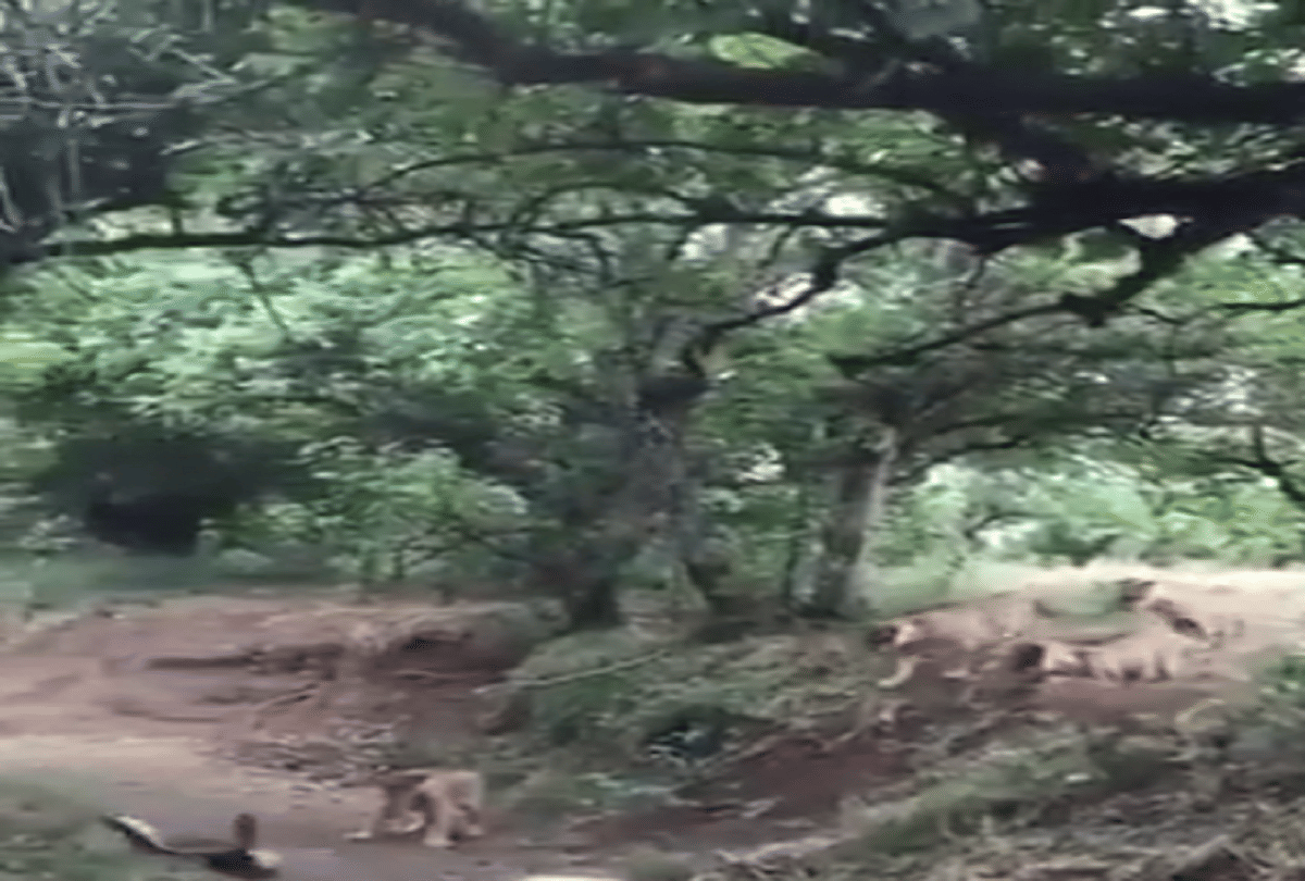 world most fearless animal honey badger collided with lion video goes viral
