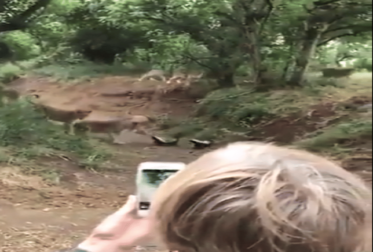 world most fearless animal honey badger collided with lion video goes viral
