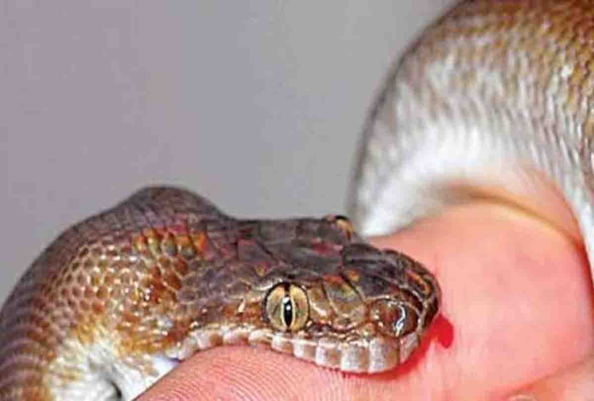 Mother and daughter died due to snake bite in chitrakoot