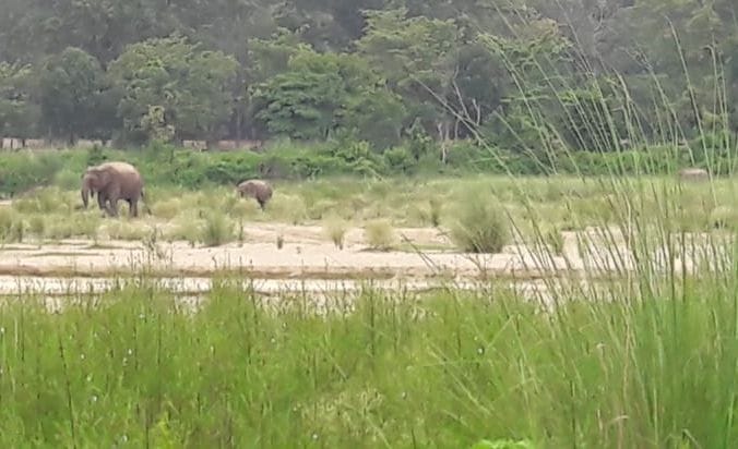 Elephants wandering in drought source became the center of attraction