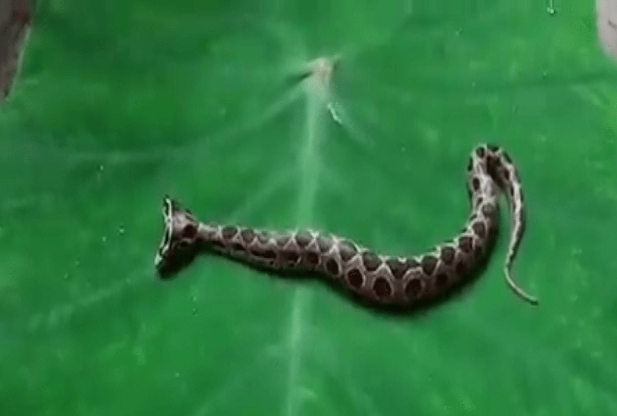 most venomous two headed snake russells viper found in maharashtra video goes viral