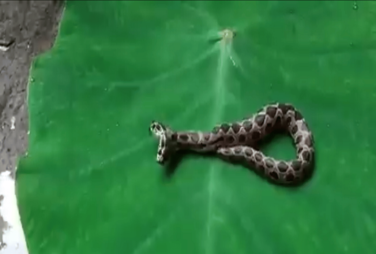 most venomous two headed snake russells viper found in maharashtra video goes viral