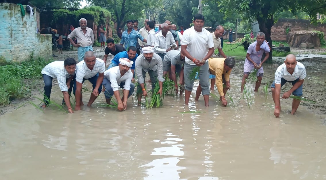 Paddy planted in water filled on shabby road in jaunpur