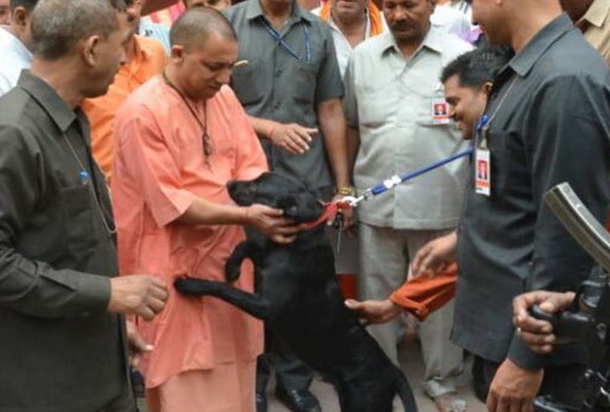 special story of cm yogi adityanath pet dog gullu in gorakhnath temple pictures viral in gorakhpur uttar pradesh