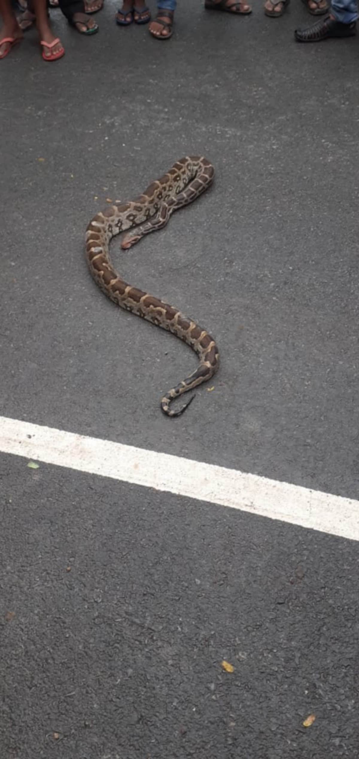 Drunk man wandered around putting python on his shoulder in azamgarh up