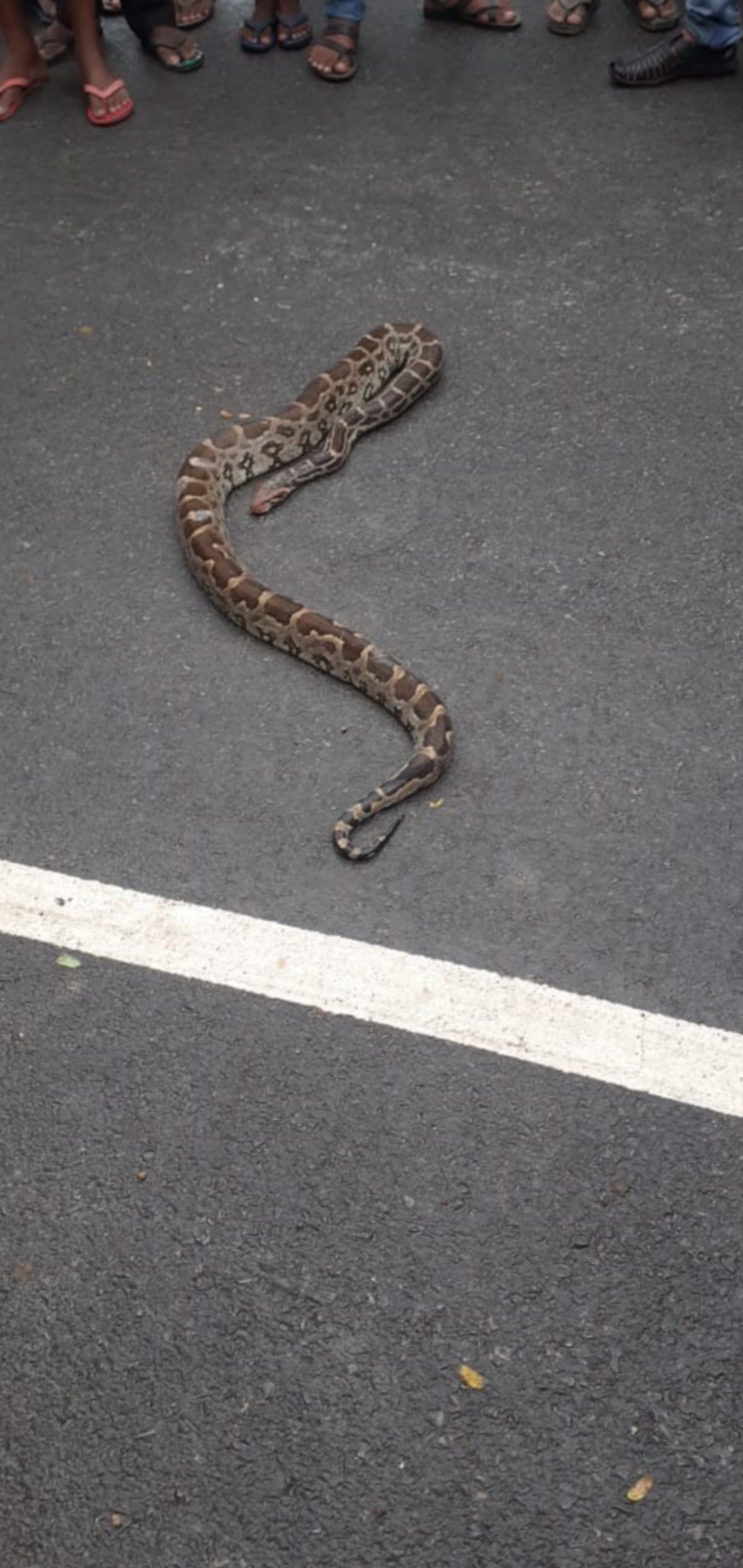 Drunk man wandered around putting python on his shoulder in azamgarh up