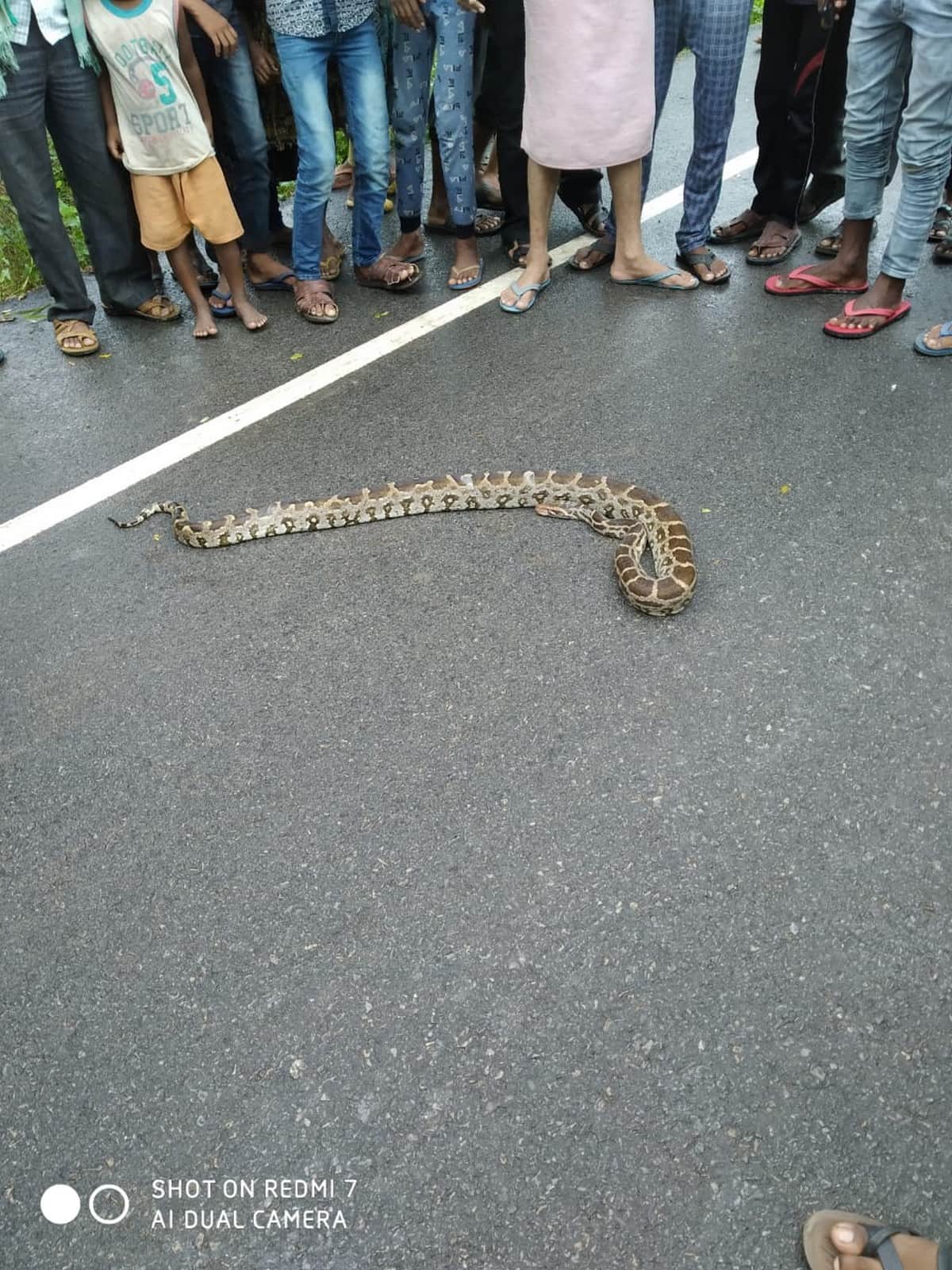 Drunk man wandered around putting python on his shoulder in azamgarh up