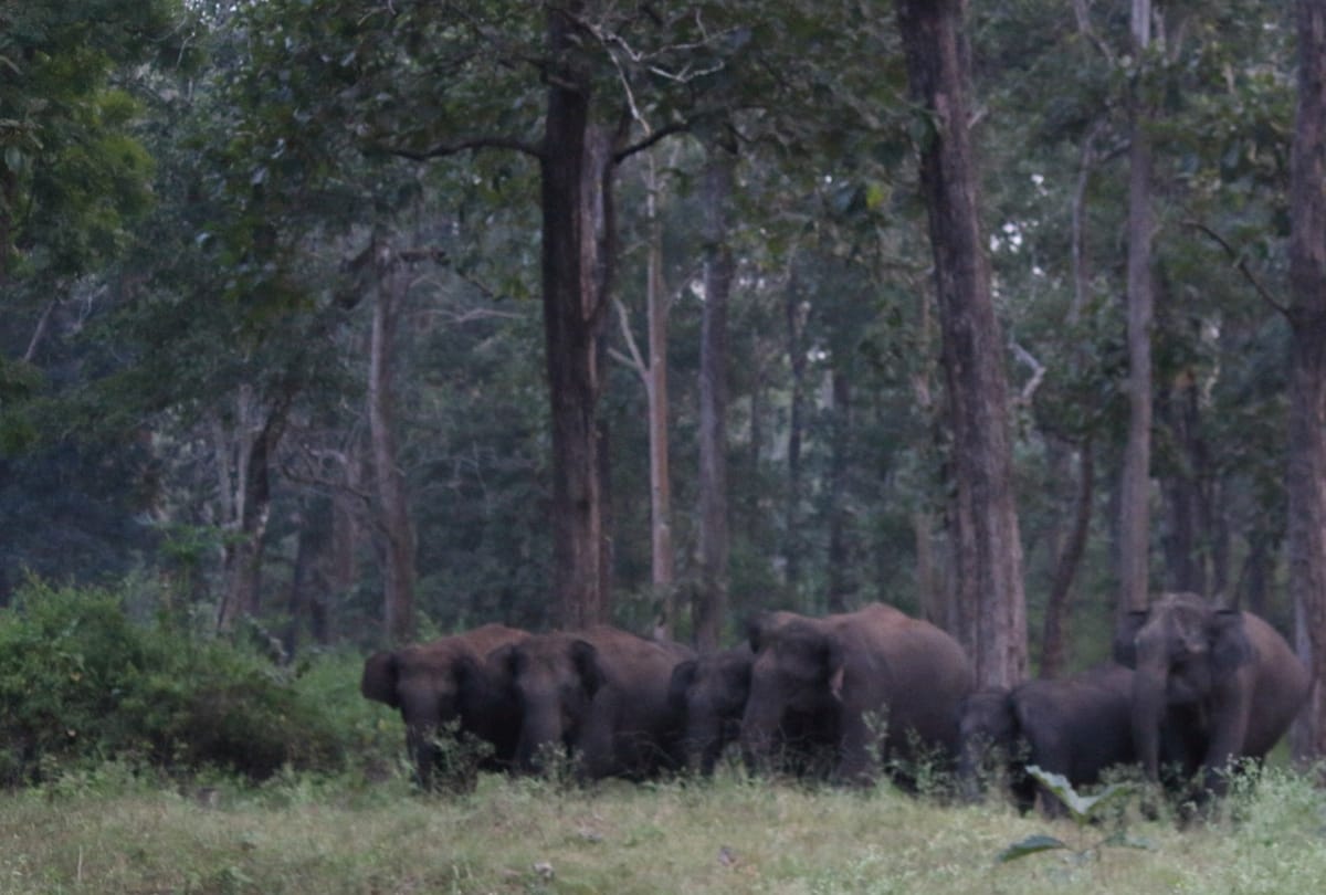 world elephant day 2020 elephants in kabini forest karnataka